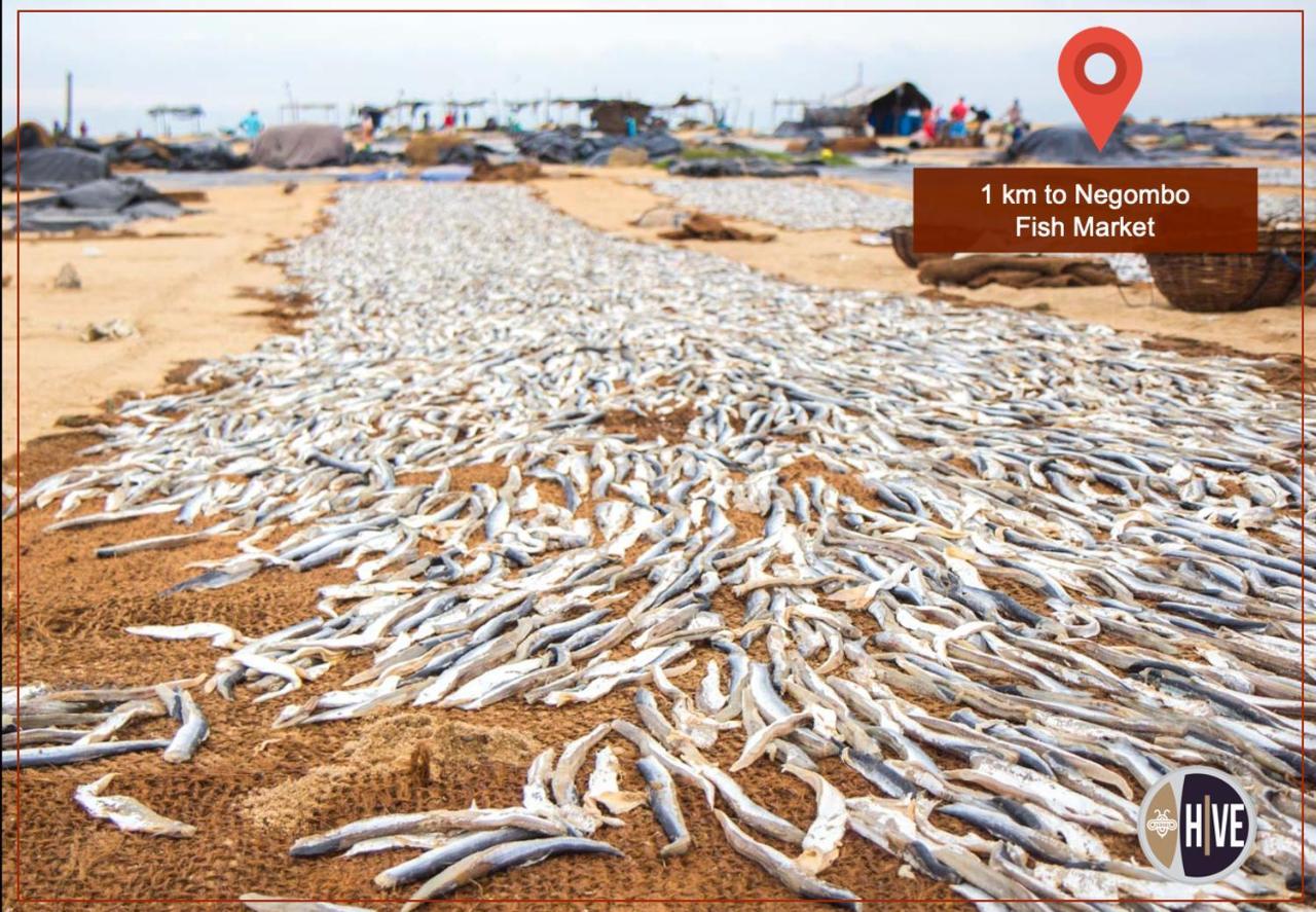 Hive 68 - Hotel And Resorts Negombo Ngoại thất bức ảnh